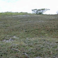 Cotoneaster